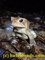 /home//u458753944/public_html/sourcegallery////////////////////////////////////McKaig Nature Center/2020-09-27/P9270726.JPG